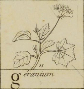 Sketch of geranium, name written below.